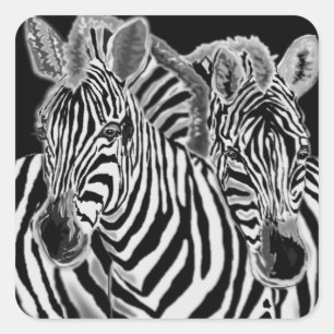 Couple Zebra Sticker Fyrkantigt Klistermärke