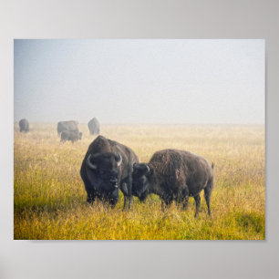 Courting Bison i Yellowstone Poster