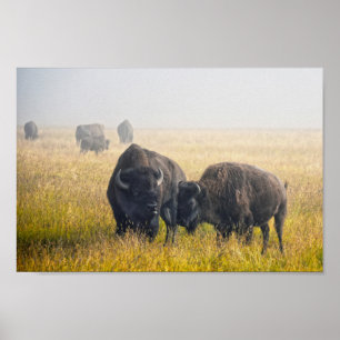 Courting Bison i Yellowstone Poster
