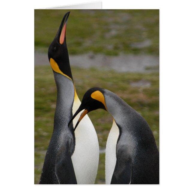 Courting Kung Penguins Hälsningskort (Framsidan)