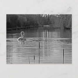 Courting Svanar in Black and White Vykort