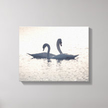 Courting Svanar Nature Photo