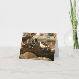 "Courtship" (Downy Woodpeckers) - Tomt antecknings Tack Kort