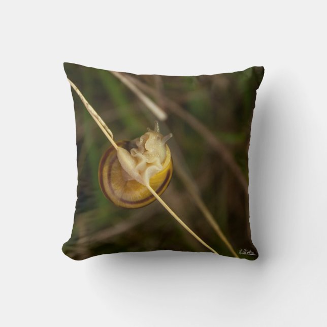 Coussin photo insecte dans coquille kudde (Framsida)