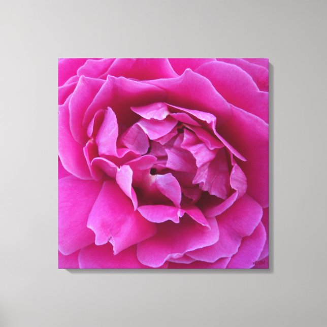 Coveted Rose Stretched Canvas Print (Framsida)