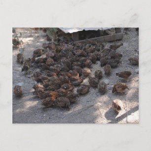 Covey of Bobwhite Quail Vykort