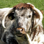 COW<br><div class="desc">A photographic design of an English Longhorn cow a brown and white breed of beef cattle.</div>