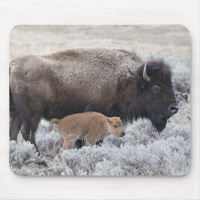 Cow and Calf Bison, Yellowstone Musmatta (Framsidan)