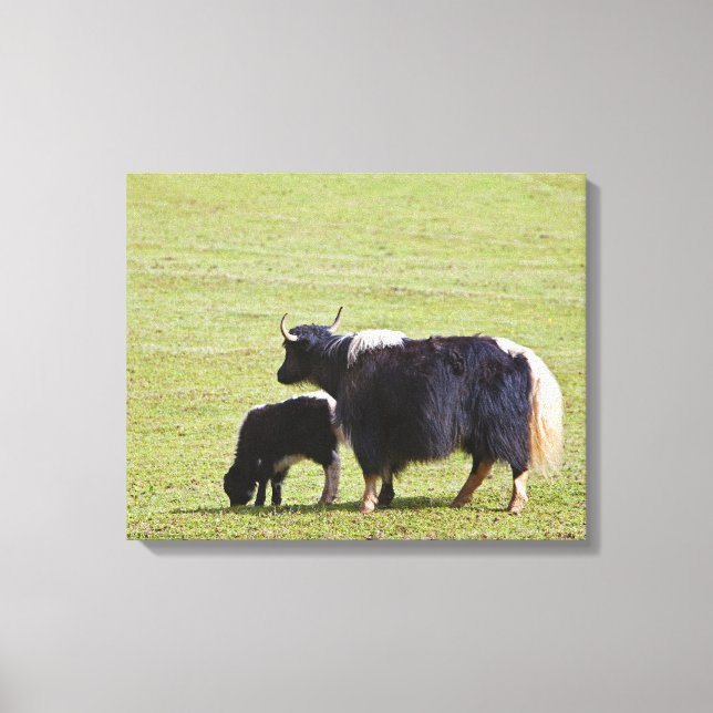 Cow and calf Yak, Lijiang Canvastryck (Framsida)