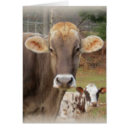 Cow Ansikte Hälsningskort