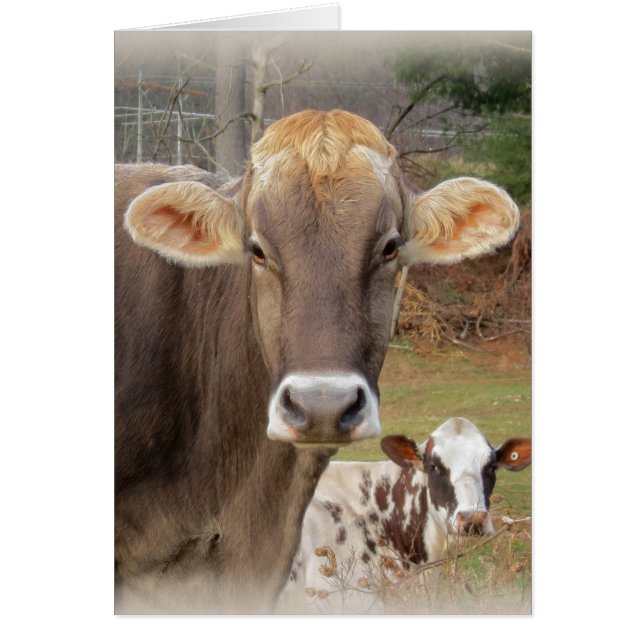 Cow Ansikte Hälsningskort (Framsidan)