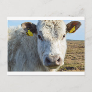 Cow ansikte vykort