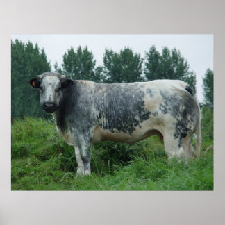 Cow Belgium Blue Poster
