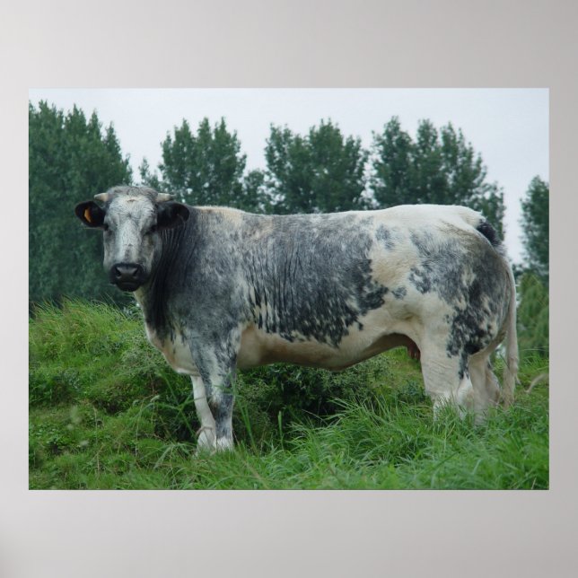 Cow Belgium Blue Poster (Framsidan)