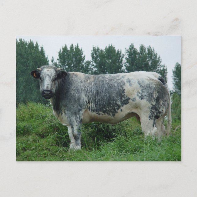 Cow Belgium Blue Vykort (Framsida)