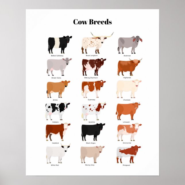 cow breeds poster (Framsidan)