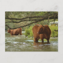 Cow card standing in the water Biesbosch