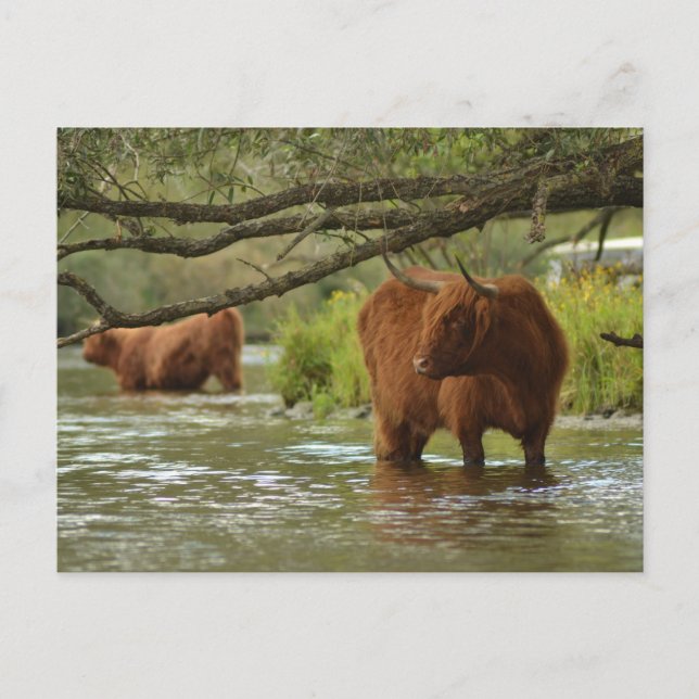 Cow card standing in the water Biesbosch Vykort (Framsida)