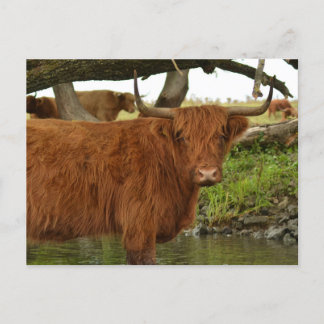 Cow card standing in the water vykort