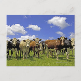 Cow Herd | Nya Zeeland Vykort