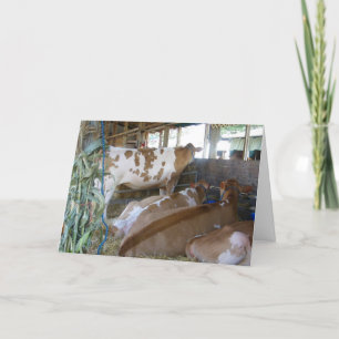 "COW HUMOR 50 TH BIRTHDAY CARD" KORT