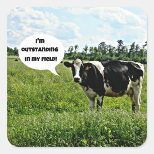 Cow Humor Fyrkantigt Klistermärke