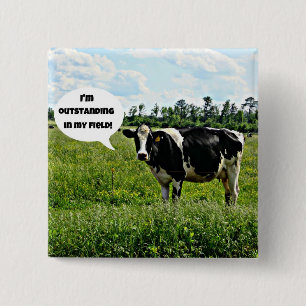 Cow Humor Knapp