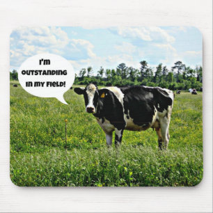 Cow Humor Musmatta