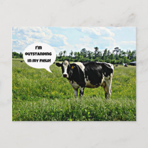 Cow Humor Vykort
