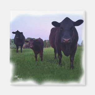 COW MAGNET! MAGNET