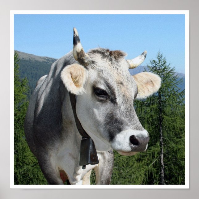 Cow med Bell i bergen Poster (Framsidan)