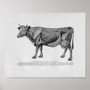 Cow Muscle Anatomy Vintage Print Poster