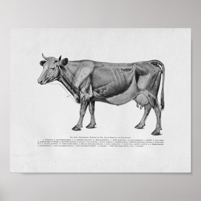 Cow Muscle Anatomy Vintage Print Poster (Framsidan)