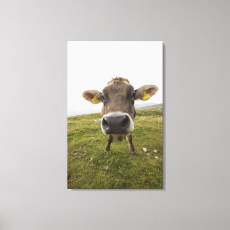 Cow nära Tre Cime Di Lavaredo i Misurina. Canvastryck