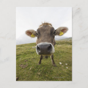 Cow nära Tre Cime Di Lavaredo i Misurina. Vykort