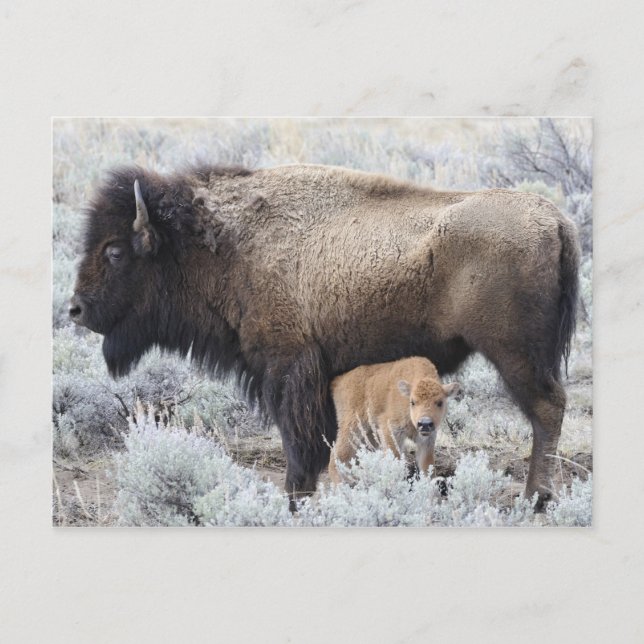 Cow Nursing Bison Calf, Yellowstone Vykort (Framsida)