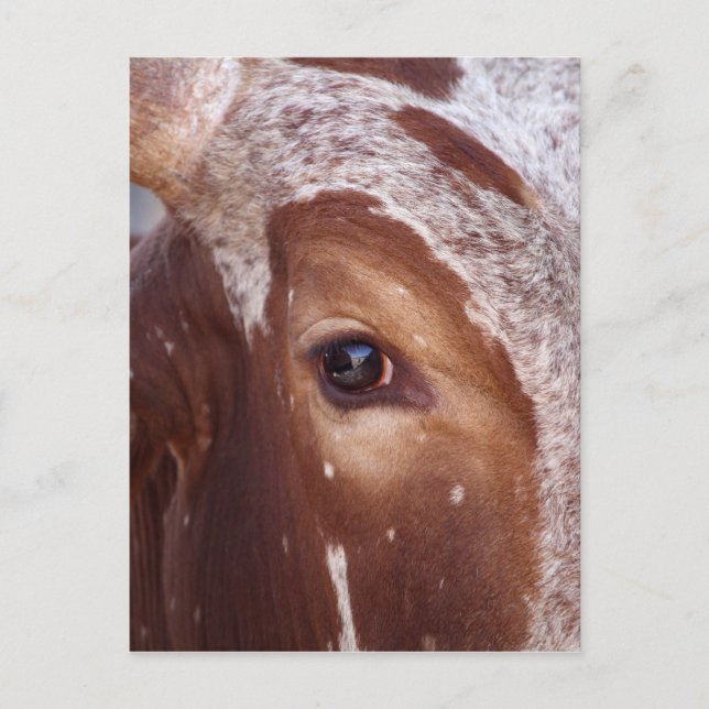 Cow Öga Vykort (Framsida)