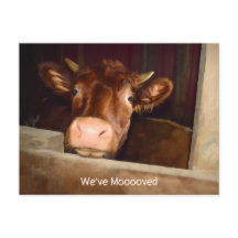 Cow Rustic Land Barn Funny Farm Flytta Card