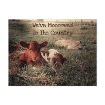 Cow Rustic Land Funny Farm Flytta Card