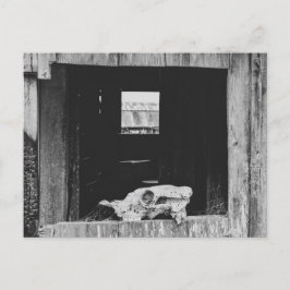 Cow Skull Vykort