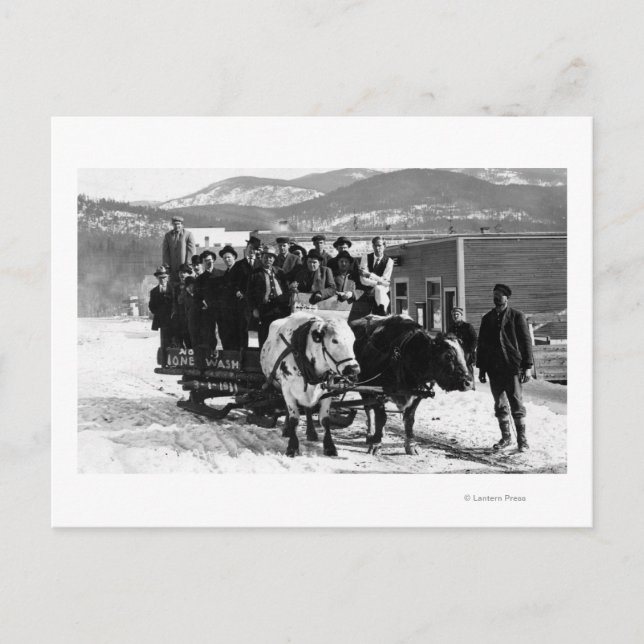 Cow Team Pulling Manar i en vagn Vykort (Framsida)