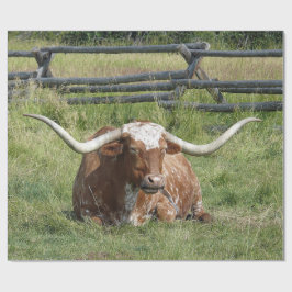 Cow Texas Longhorn Photo Presentpapper