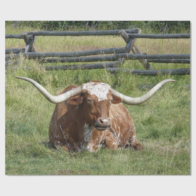 Cow Texas Longhorn Photo Presentpapper (Platt)