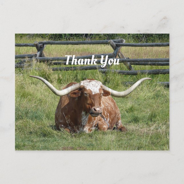 Cow Texas Longhorn Photo Tack Vykort (Framsida)