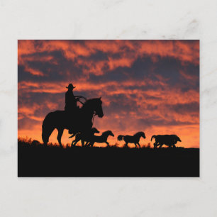 Cowboy and Vild Horses Roundup Vykort