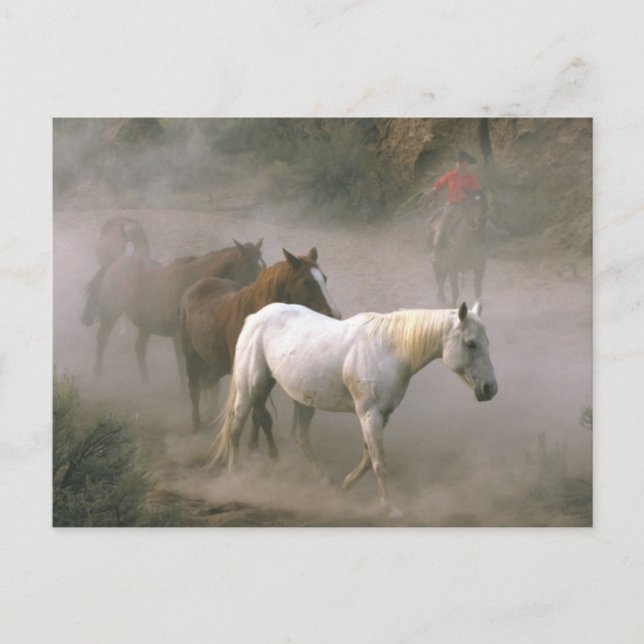 Cowboy boskapsskötsel vykort (Framsida)