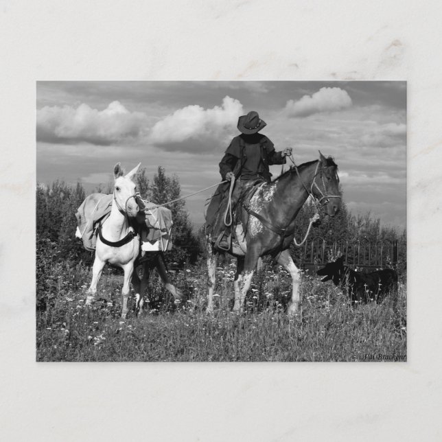 Cowboy Horse and Mule Postcards Vykort (Framsida)