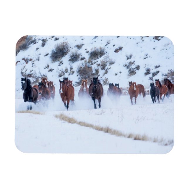 Cowboy Horse Drive | Hideout Ranch Shell, Wyoming Magnet (Horisontell)
