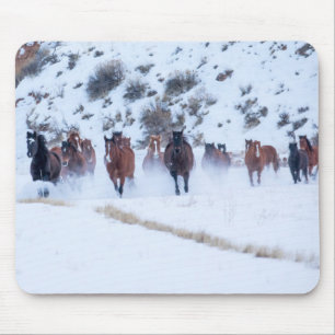 Cowboy Horse Drive Hideout Ranch Snäcka, Wyoming Musmatta