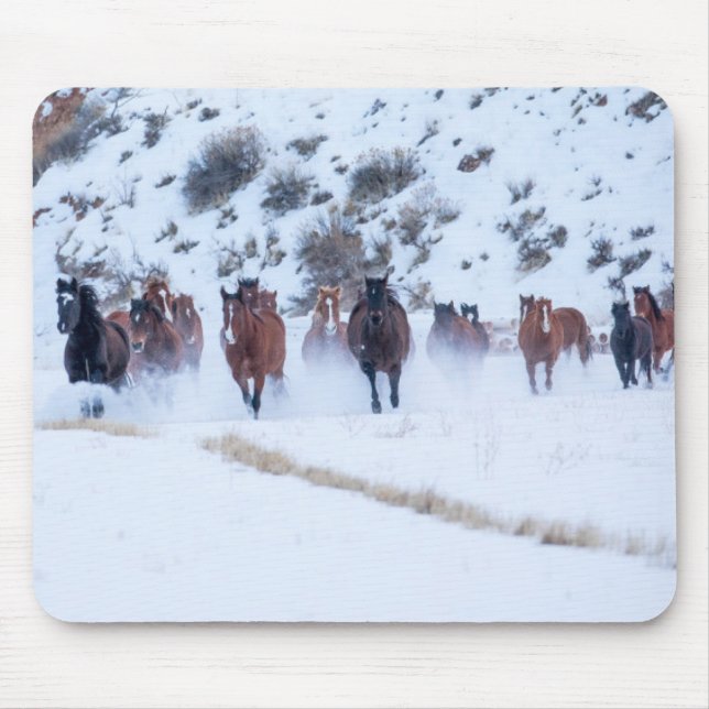 Cowboy Horse Drive | Hideout Ranch Snäcka, Wyoming Musmatta (Framsidan)